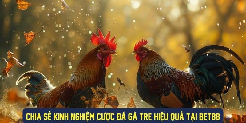 Gợi ý các bí kíp từ cao thủ giúp tăng tỷ lệ cược thưởng